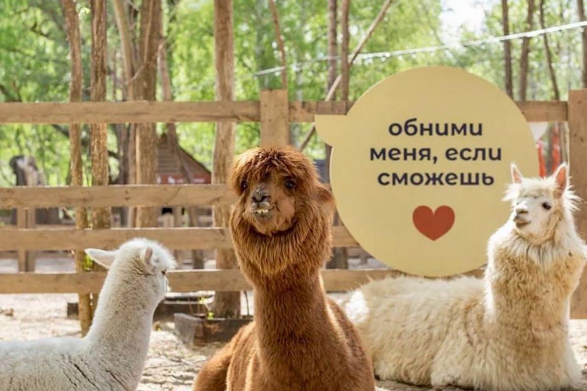 Автобусная экскурсия в парк альпак «ПАЧА МАМА»